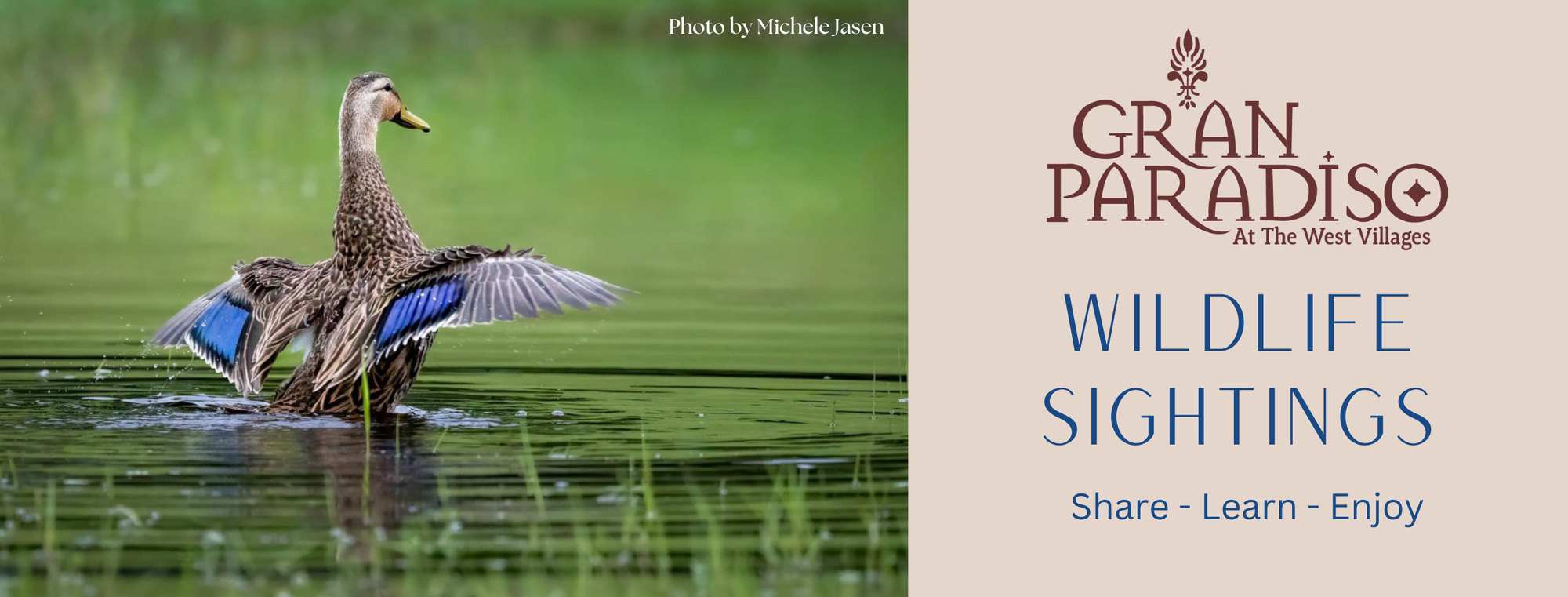 Gran Paradiso Wildlife Sightings Facebook group banner, a mottled duck spreading its wings on the water