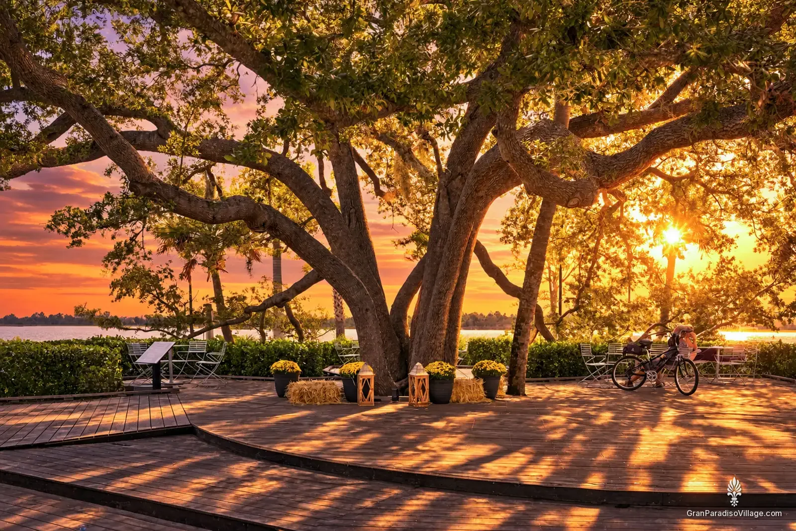 Sun bursting through the branches of the Heritage Tree live oak at golden hour beside the Grand Lake in Downtown Wellen